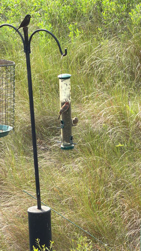 House Finch observed by bsspeck