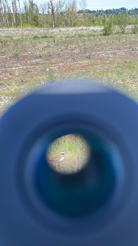 Killdeer observed by danny41516