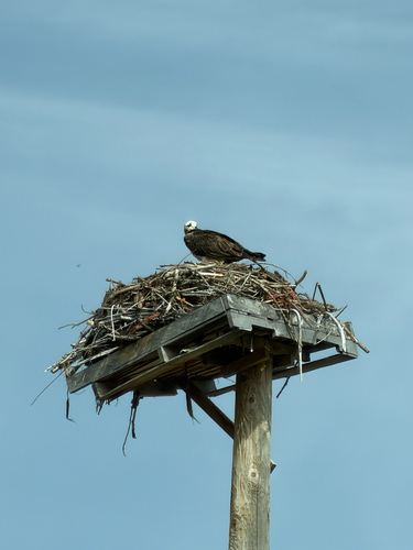 Osprey observed by prairie_weinheimer