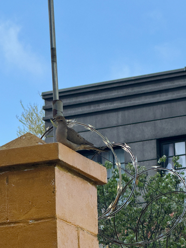 Mourning Dove observed by vivianr46