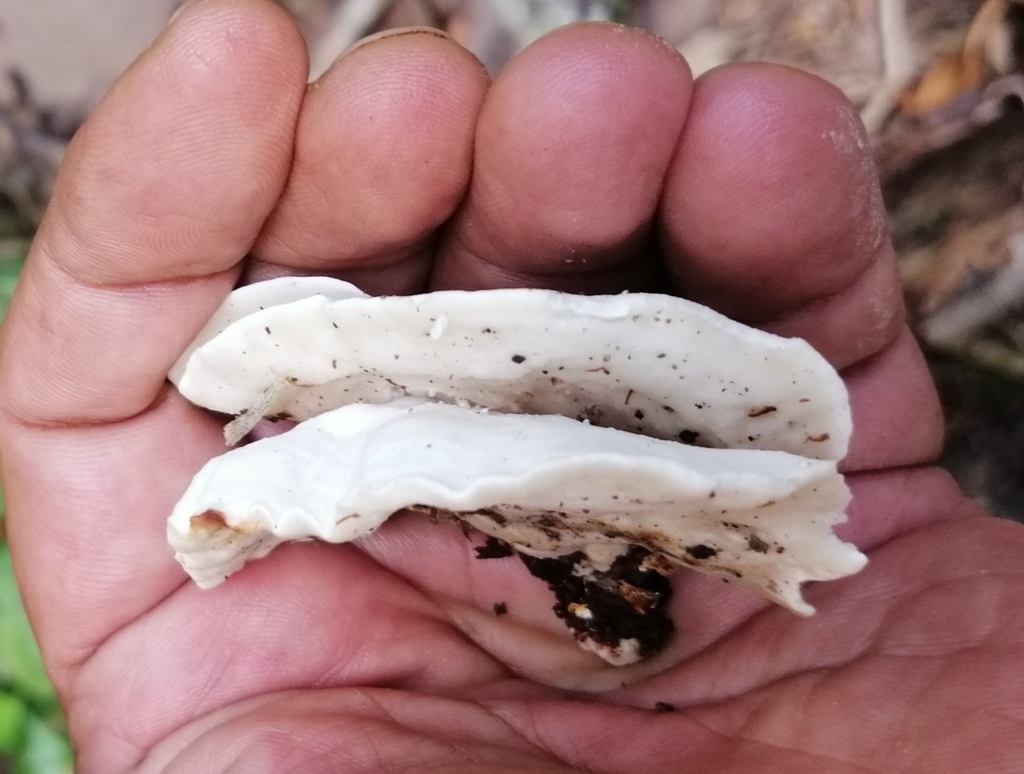 Amylosporus campbellii