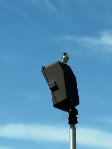 American Kestrel observed by nickparker802