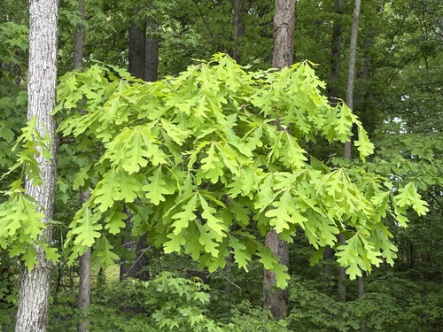 White Oak