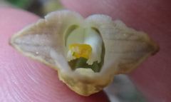 Gastrodia molloyi