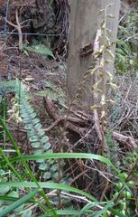 Gastrodia molloyi
