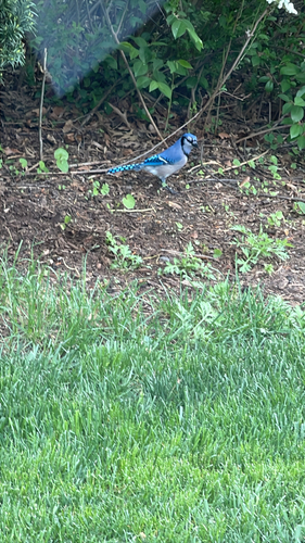 Blue Jay observed by omerk54