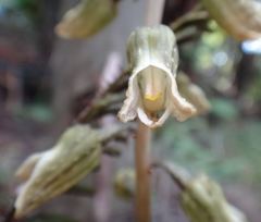 Gastrodia molloyi