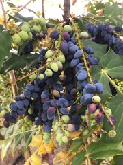 Berberis × hortensis