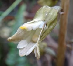 Gastrodia molloyi