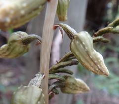 Gastrodia molloyi