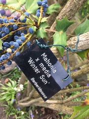 Berberis × hortensis