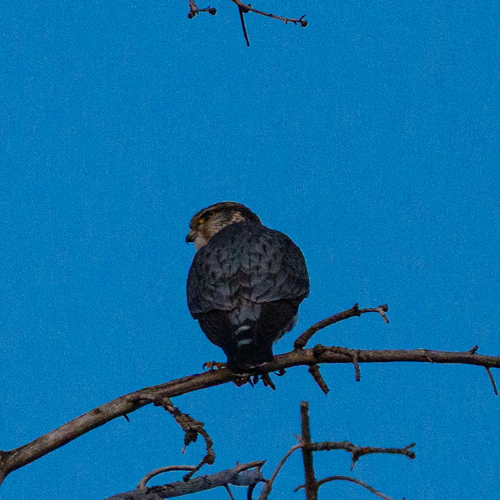 Faucon émerillon observed by ramenramen