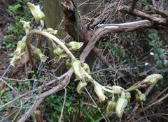 Gastrodia molloyi