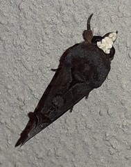 Gonodonta immacula
