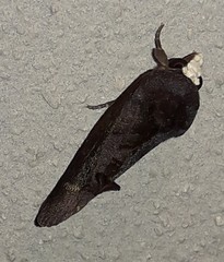 Gonodonta immacula