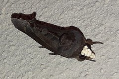 Gonodonta immacula