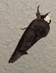Gonodonta immacula