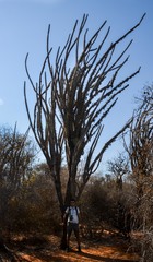 Didierea madagascariensis