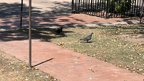 Rock Pigeon observed by sachala