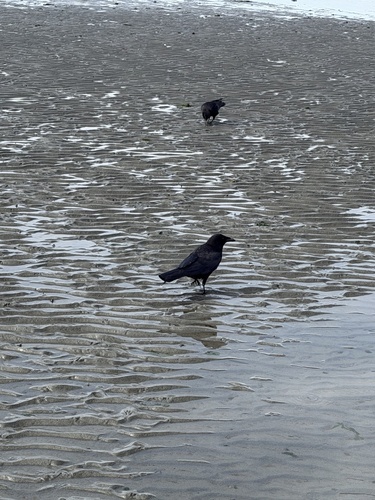 American Crow observed by crabgrabber
