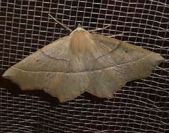 Gerinia honoraria