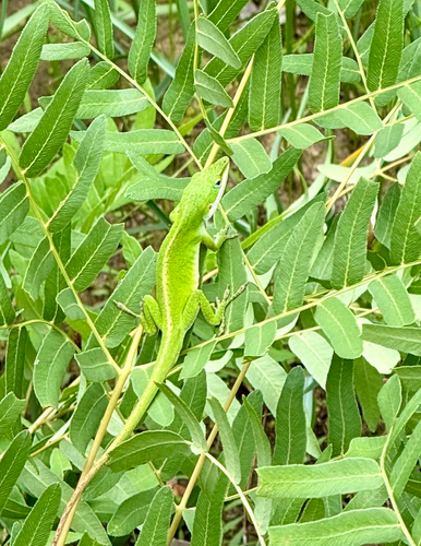 Green Anole observed by tankytank1
