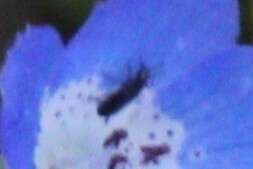 iNaturalist observation photo of Beetles