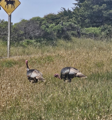 Wild Turkey observed by kestrel
