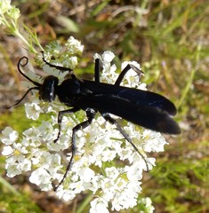 Anoplius depressipes