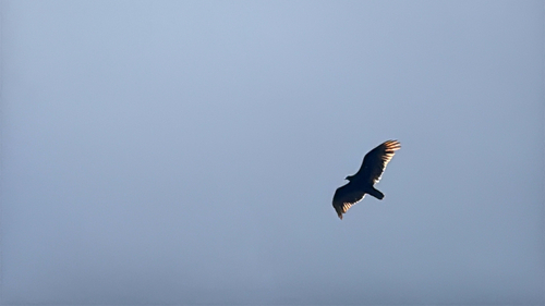 iNaturalist observation photo of Turkey Vulture