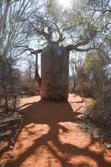 Adansonia rubrostipa