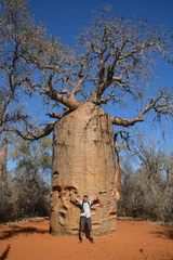 Adansonia rubrostipa