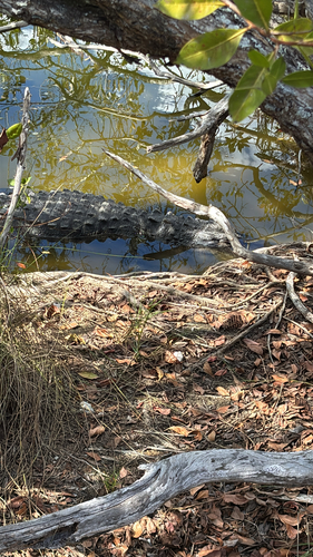 American Alligator observed by walkm