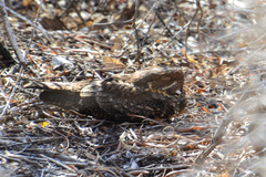 Caprimulgus madagascariensis