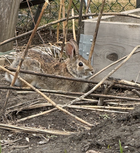 Eastern Cottontail observed by dunnder