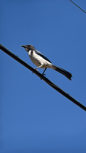 iNaturalist observation photo of California Scrub-Jay