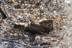 Caprimulgus madagascariensis