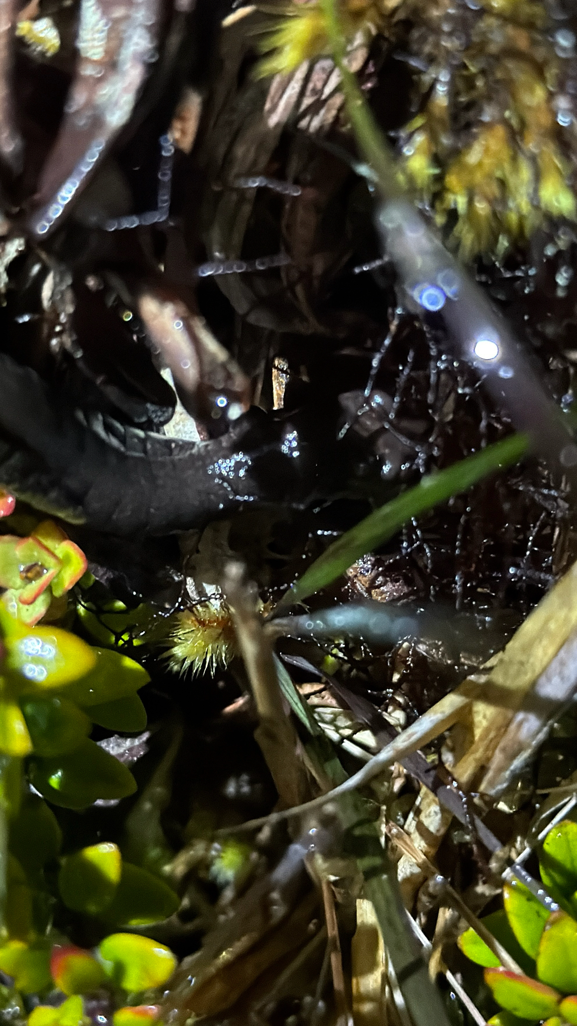 Shadowy Web-Footed Salamander photo 2