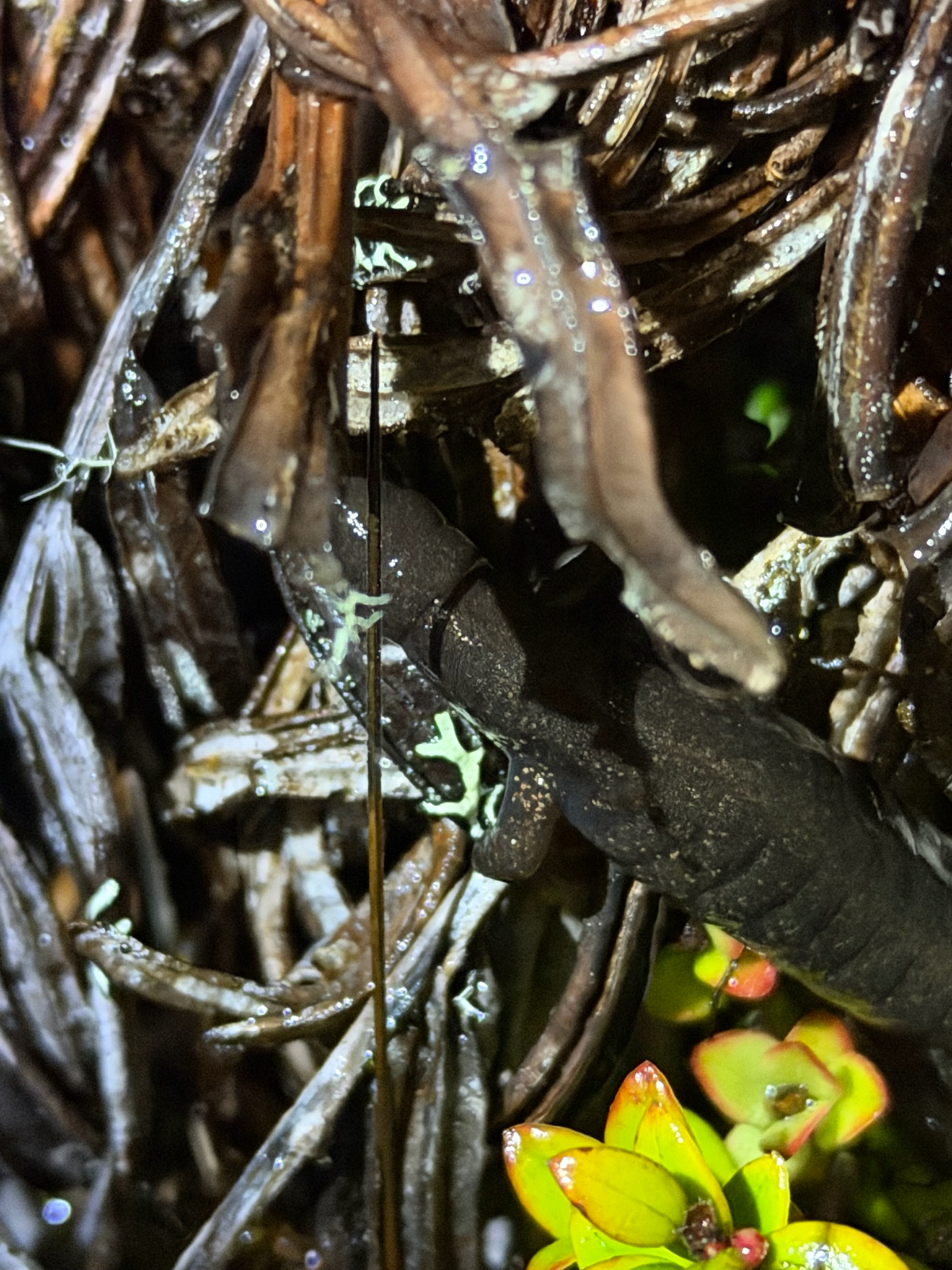 Shadowy Web-Footed Salamander photo 3
