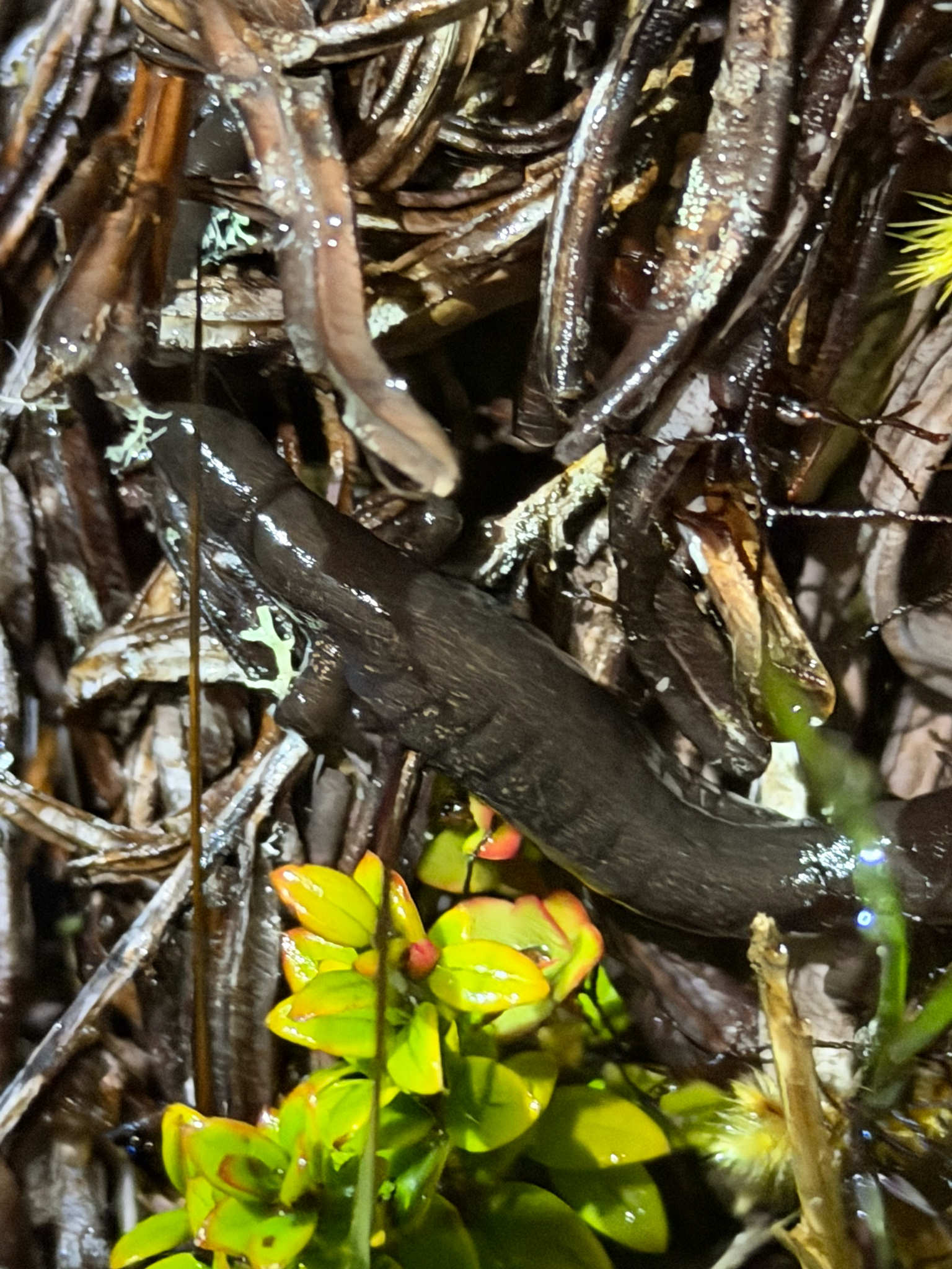 Shadowy Web-Footed Salamander