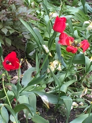 Tulipa