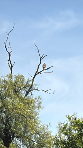 iNaturalist observation photo of Red-tailed Hawk