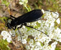 Anoplius depressipes