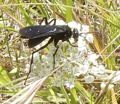 Anoplius depressipes