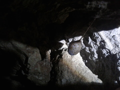 Spelungula cavernicola