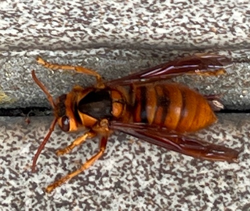 Japanese yellow hornet
