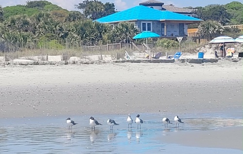 Laughing Gull observed by mylegsareitchy