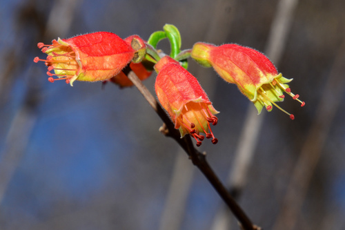 Combretum grandidieri