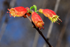 Combretum grandidieri