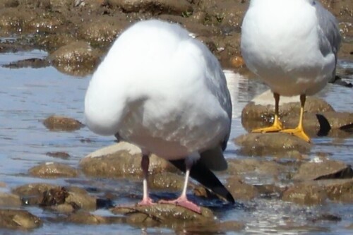 American Herring Gull observed by addylong